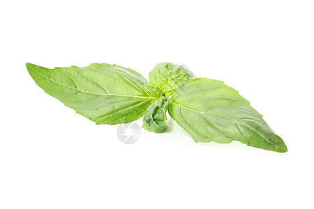 白色背景上隔离的青绿新树丛美食饮食草本植物植物绿色植物健康食物调味品枝条沙拉图片