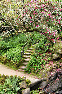 红花花园的石质步骤途径后院荒野建筑学植物石头公园阳光住宅美化图片