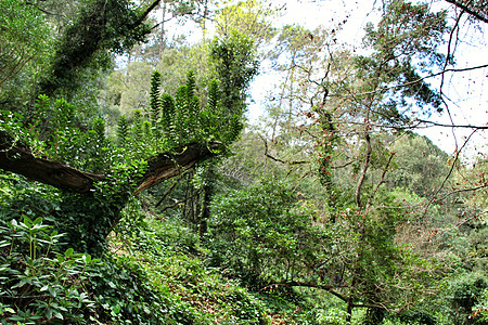 辛特拉的叶子和绿园公园吸引力生物小路栽培多样性森林衬套植物科学图片