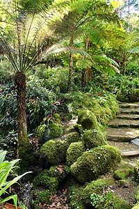 红花花园的石质步骤叶子植物群后院住宅园艺花园园林远足阳光院子图片