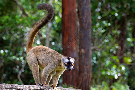 棕狐猴在草地和树干中玩耍 等待访客的到来动物热带国家异国橙子情调森林灵长类公园眼睛图片