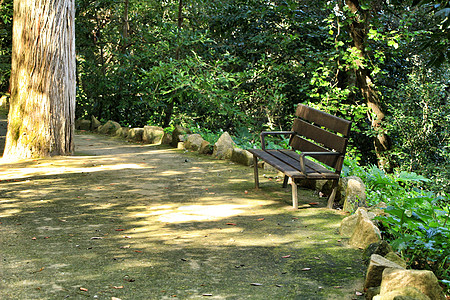 在辛特拉一个叶子和绿色花园的座椅植物公园森林旅行花园小路吸引力访问科学太阳图片