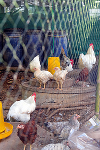 农场动物饮食生长花园植物母鸡野生动物田园生物学活力食物图片