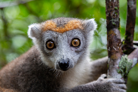 马达加斯加雨林中一棵树上的王冠狐猴毛皮濒危异国雨林旅行丛林灵长类森林日冕荒野图片
