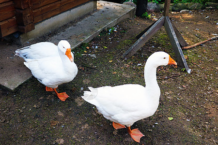 两只白鹅 也称为家禽或鸡蛋的软鹅家畜领导者脖子食物鸟类荒野水禽草地夫妻鸭子图片