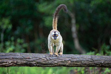 棕狐猴站在树干上灵长类雨林热带旅行狐猴动物哺乳动物热带雨林公园濒危图片