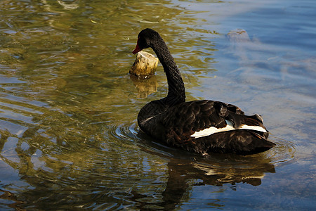 阳光明媚的日子里 一只黑色的美丽天鹅在湖上游泳 黑天鹅主要以水生植物和小藻类为食 对谷物也不屑一顾动物园池塘翅膀公园蓝色鸟类墙纸图片