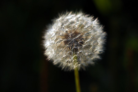 黑背景的花花公子贴近了 有选择性的焦点种子羽毛生长季节杂草宏观柔软度美丽植物学脆弱性图片