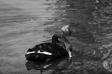 黑天鹅在水池游泳图片