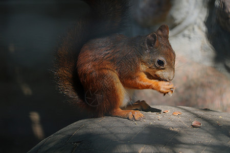松鼠坐在石头上吃坚果荒野榛子食物公园动物哺乳动物野生动物尾巴眼睛森林图片