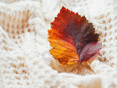 手头上的明亮多彩的秋叶 制造了有线紧身毛衣白色橙子开襟衫织物乡村手工衣服叶子针织绞花图片