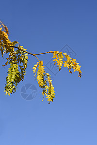 蜜蜂蝗虫叶子天空花园蓝色皂荚黄色绿色植物学植物图片