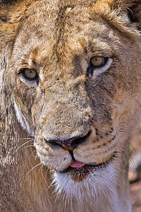 狮子 豹里欧 犀牛和狮子自然保护区 南非洲食肉生物荒野多样性避难所猫科生态豹属栖息地生物学图片