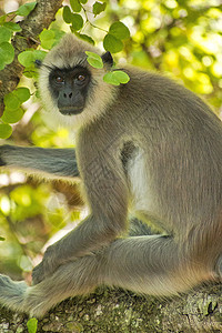 斯里兰卡Udawalawe国家公园图片