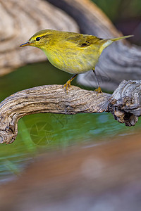 西班牙地中海森林森林森林林池 柳华布勒翅膀避难所动物洗澡生态羽毛鲇鱼荒野生物生态旅游图片