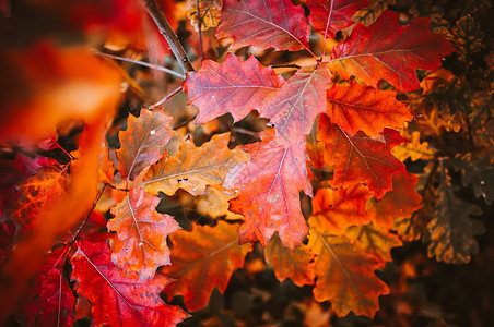 秋天风景背景 红秋橡树叶在日出清晨青春的森林中 落叶季节概念红色橡木叶子晴天环境天空蓝色宽慰枝条阳光图片
