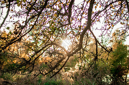森林中新鲜的黄叶将太阳放在中间 并形成光线 秋天开始的概念 笑声 掌声天空叶子活力日光射线季节性森林阳光绿色季节图片