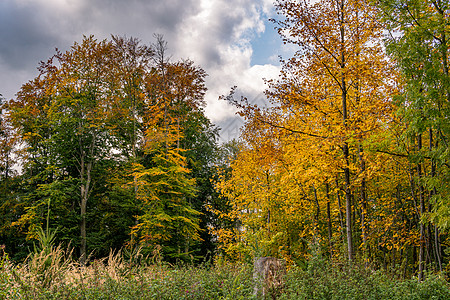 美丽秋天在维赫姆斯多夫附近的丰富多彩的森林中漫步季节情绪山毛榉金子远足落叶染色假期旅游部落图片
