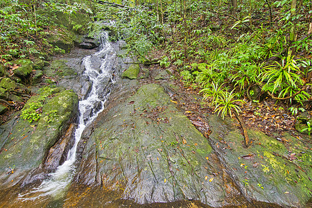 斯里兰卡辛哈拉贾国家公园雨林 Sinharaja生态旅游森林生境避难所生物环境文化遗产生态丛林栖息地图片
