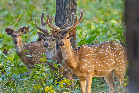 尼泊尔Bardia皇家国家公园 Cheetetal生境动物学自然环境森林野生动物生物动物群栖息地荒野图片