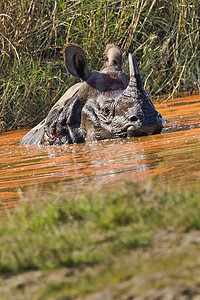 尼泊尔Bardia皇家国家公园 大一角犀牛Rhinoceros独角兽绿色湿地生物学动物学环境野生动物生物动物群多样性图片