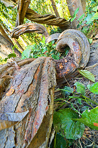 尼泊尔Bardia皇家国家公园Sal Forest多样性植被生态旅游绿色荒野木头植物野生动物生物学栖息地图片