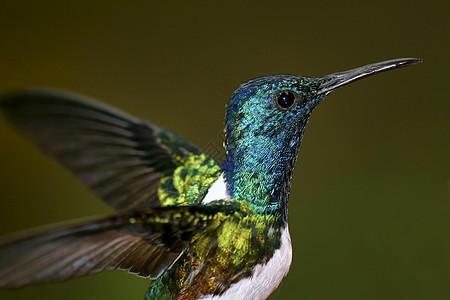 蜂鸟 厄瓜多尔森林保护区栖息地动物学生活云雾森林生态生态旅游鸟类野生动物荒野图片