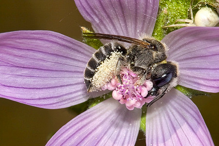 西班牙瓜达拉姆国家公园野花蜜蜂图片