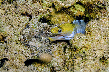 红海黄头海鳗 珊瑚礁 红海 埃及图片