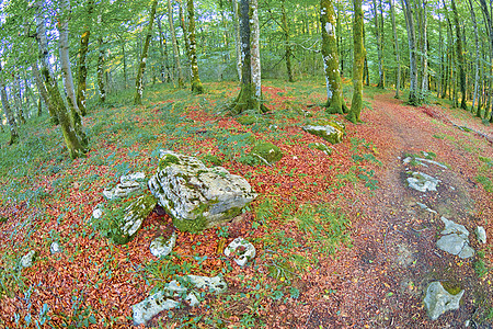 西班牙Valderejo自然公园森林景观多样性栖息地生物学空气荒野生态旅游木头生物生境生态图片