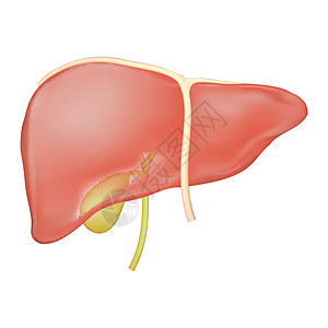肝胆囊和肝颈部结膜解剖的种群矢量说明 肝脏和肌肉管的医学教育说明图片