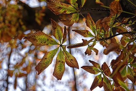 秋棕褐色树叶图片
