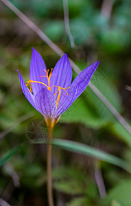 秋花秋水仙花园香味荒野亮度藏红花气候森林草地红花紫色图片