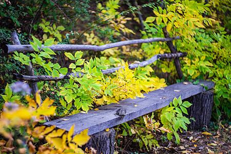 黄叶的秋季风景长椅红色木头公园下降黄色时间小路植物树叶图片
