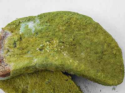 白色背景孤立的一块面包 上面盖着绿色模子青霉素生长生物食物霉菌疾病真菌衰变菌类生物学图片