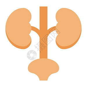 尿管药品插图静脉肾脏生物学身体科学医院泌尿科解剖学图片