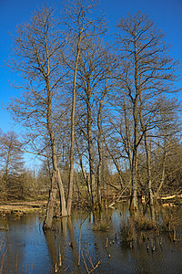 春初湖附近美丽的年轻树林 笑声植物群晴天生长蓝色叶子公园生态旅行国家季节图片