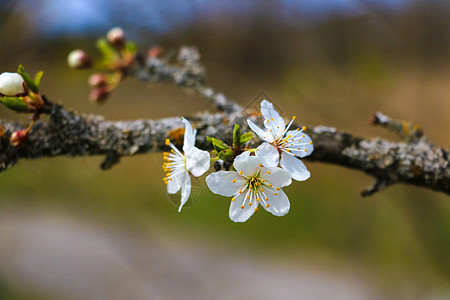 动漫樱花花园的春天有苹果花 有选择的焦点背景