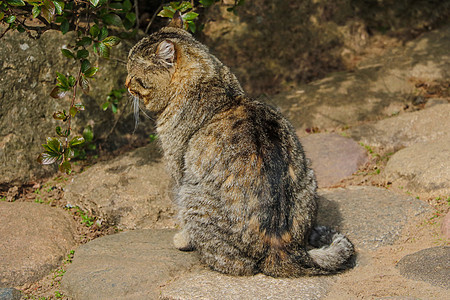 美丽的家猫在阳光下 在绿树丛附近宠物哺乳动物眼睛场地太阳动物婴儿虎斑小猫猫咪图片