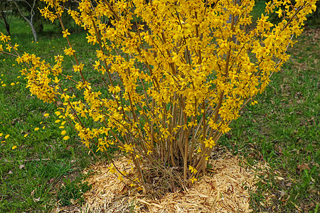 Forsythia 是一种园艺原生的装饰性低效灌木 Forsythia 花朵在绿草面前 金钟 Forsythia边界 选择性焦点图片