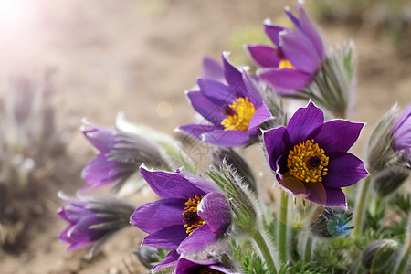 采集藏红花之后的花朵选择性焦点植物香味红花花瓣美食紫色宏观味道食物生长图片