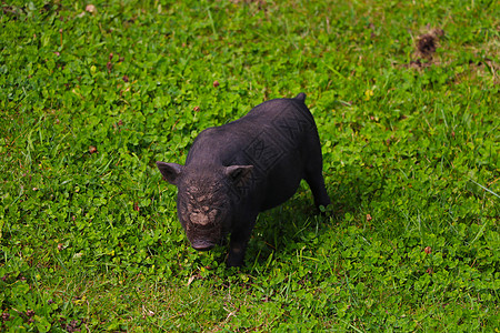 小黑猪在绿草坪上 有选择的焦点鼻子小猪跑步农业公猪牧场家畜好奇心宠物耳朵图片