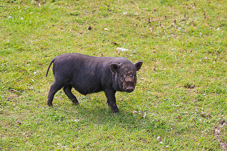 小黑猪在绿草坪上 有选择的焦点牧场哺乳动物荒野草地跑步瘟疫小猪动物耳朵农场图片