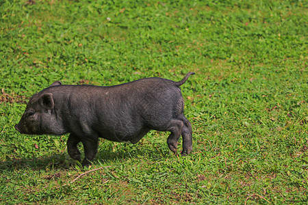 小黑猪在绿草坪上 有选择的焦点牧场婴儿农场家畜好奇心荒野宠物小猪动物猪肉图片