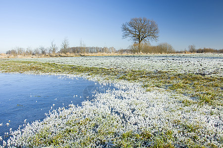 在草地上冷冻水和冰霜 在地平线和蓝天的树上图片