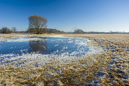 干燥草地 树木和蓝天空上的白霜冻和冷冻水面图片
