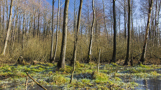 森林中的冰冻沼泽 阳光明媚的天气景色湿地木头池塘森林风景场景林地季节荒野天空图片