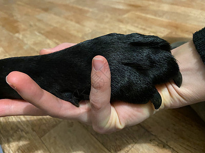 一只狗和一只人类牵手技巧犬类实验室指甲黑色训练划痕宠物动物女性图片