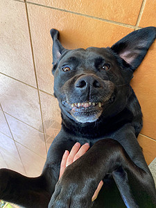 世上最快乐的狗狗微笑腹部猎犬享受宠物瓷砖实验室胸部动物肚子图片