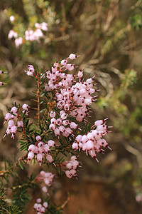 山上粉红色花朵的颜色植物植物群宏观雌蕊灌木花园学习花瓣季节脆弱性图片
